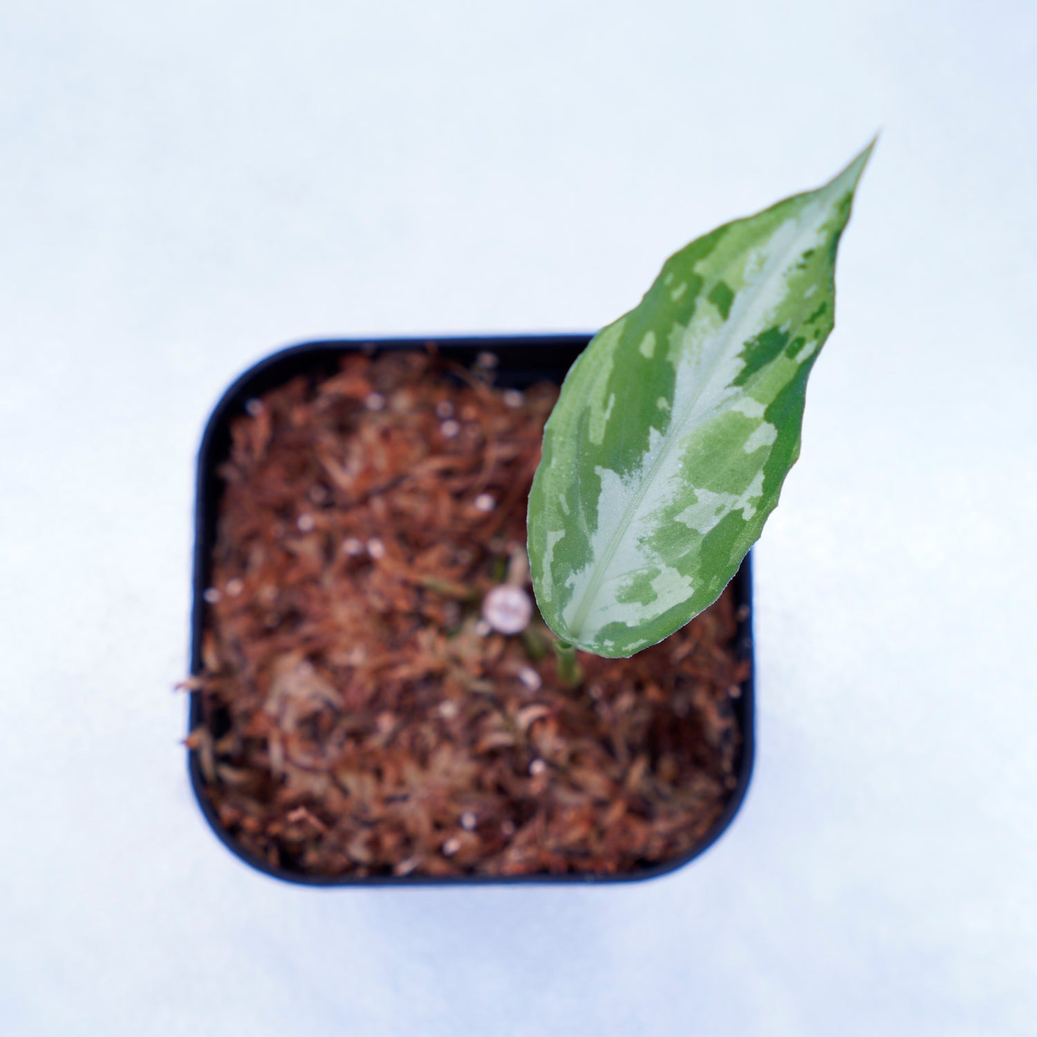 ＜Grow Aquarium＞Aglaonema Pictum “夢観極彩 千眼葉”