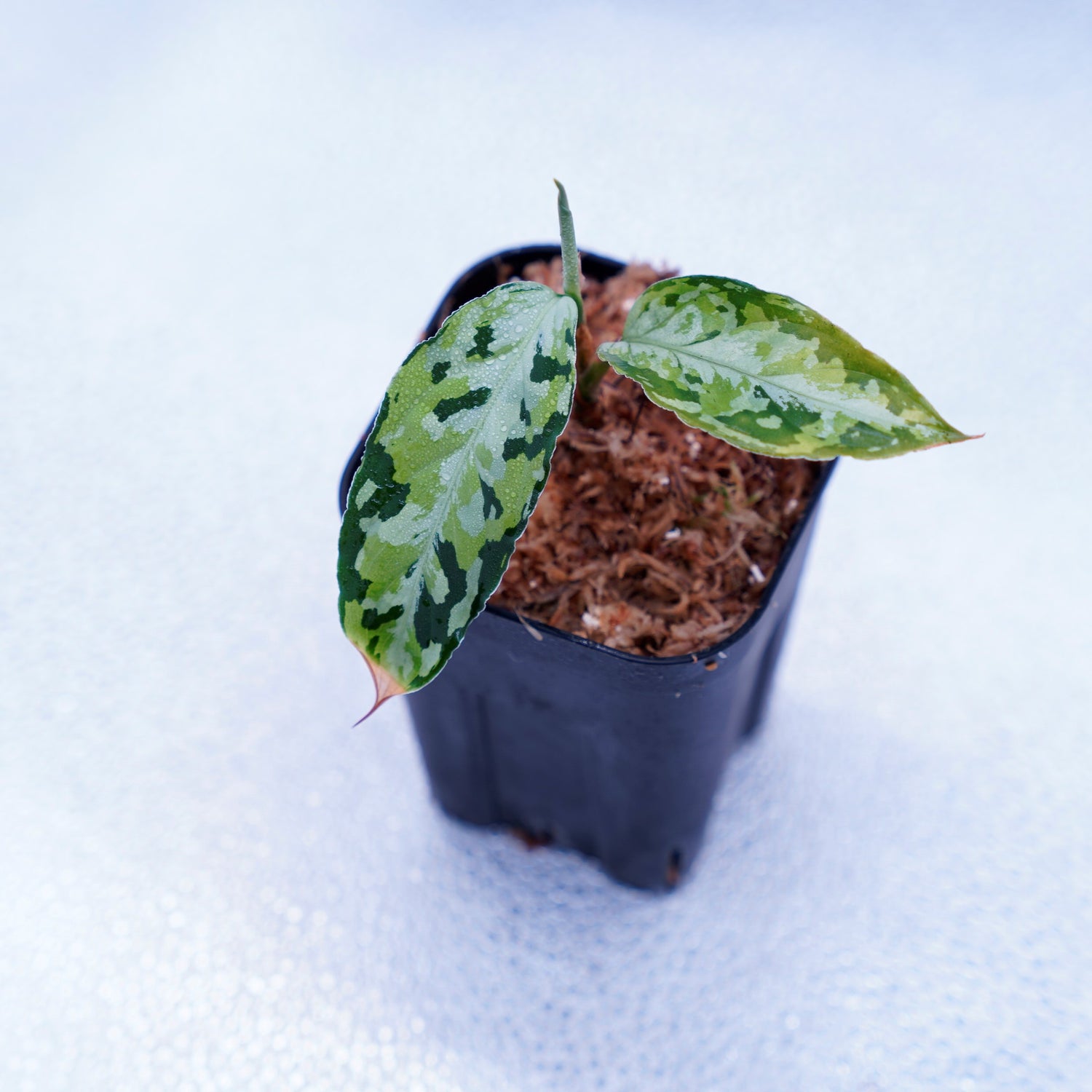 aglaonema pictum tricolor az0213-5c AZ便> Aglaonema Pictum 【Laplace】箱個体 UC from Sibolga timur “AZ 0213-5C” – undried