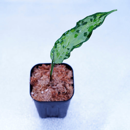 ＜TZ便＞Aglaonema Pictum Aceh Tricolor【T-021019-b-4】