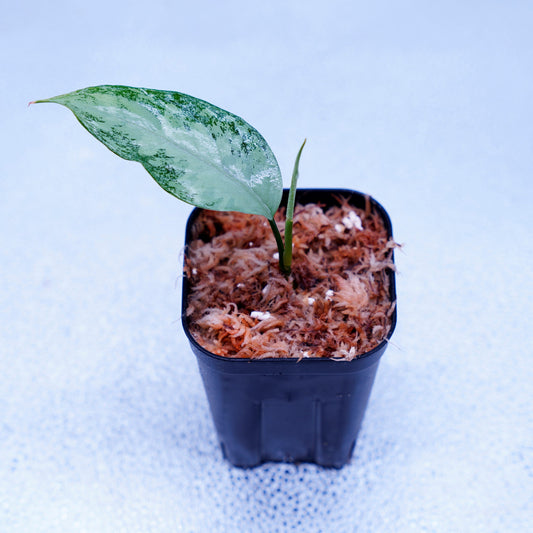 ＜オリジナル＞Aglaonema Pictum Aceh Multicolor UND “HARVEY”