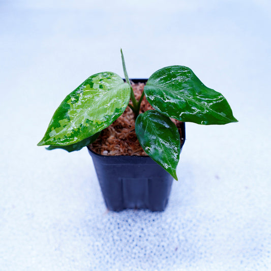 ＜TZ便＞Aglaonema Pictum Aceh Tricolor【T-031019-b-x】