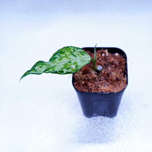 ＜LA便＞Aglaonema Pictum Tricolor 【LA0819-01b】