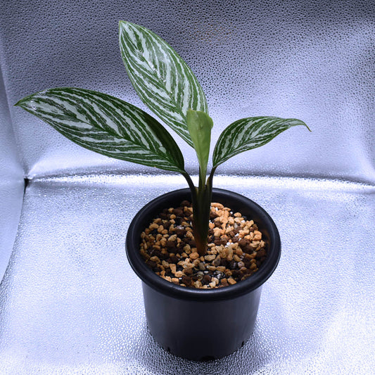 ＜カーティシー＞Aglaonema Nitidum “Curtisii” UND211202A