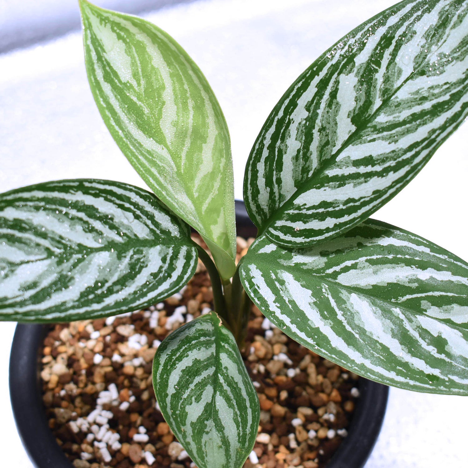 アグラオネマ カーティシー - 植物/観葉植物