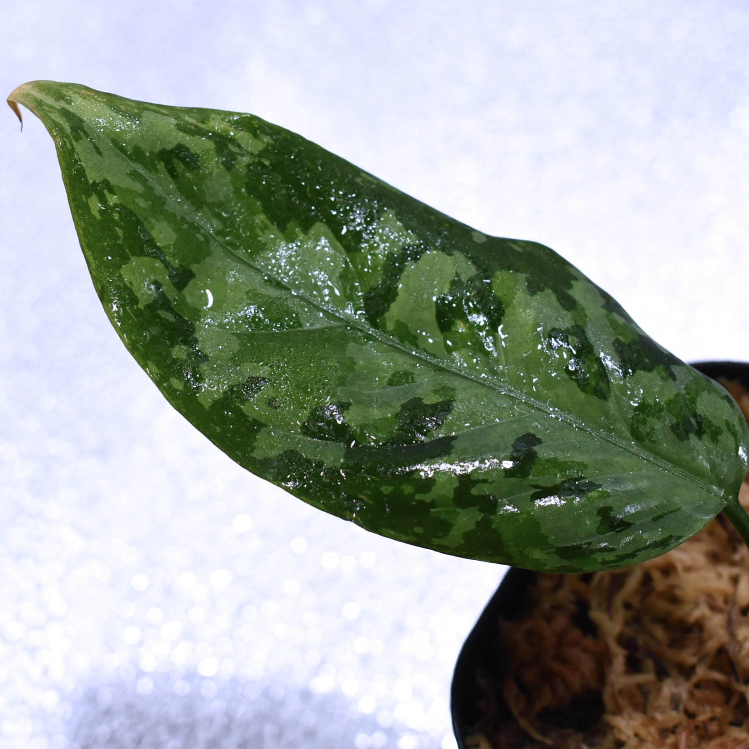 Aglaonema Pictum Aceh Sumatera “しるば～らいん”【LA1218-02b】