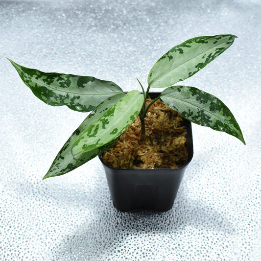 ＜WILD便＞Aglaonema Pictum Aceh UND 210414