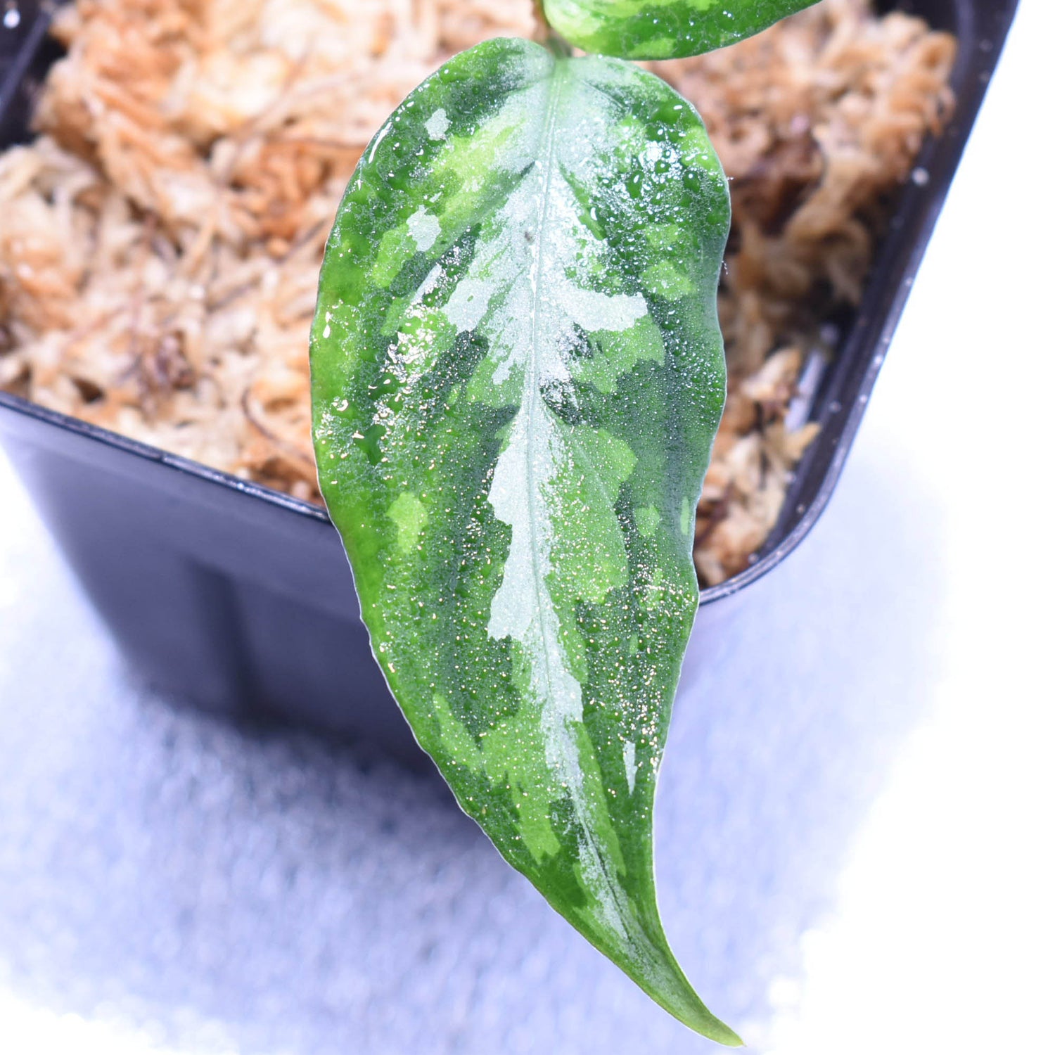 ＜LA便＞Aglaonema Pictum Tricolor 【LA0216-03i】