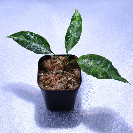 ＜TZ便＞Aglaonema Pictum 【T-030219-X】