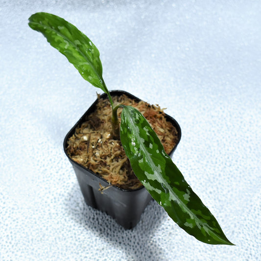 ＜TZ便＞Aglaonema Pictum Aceh 【T-120119 X産地】