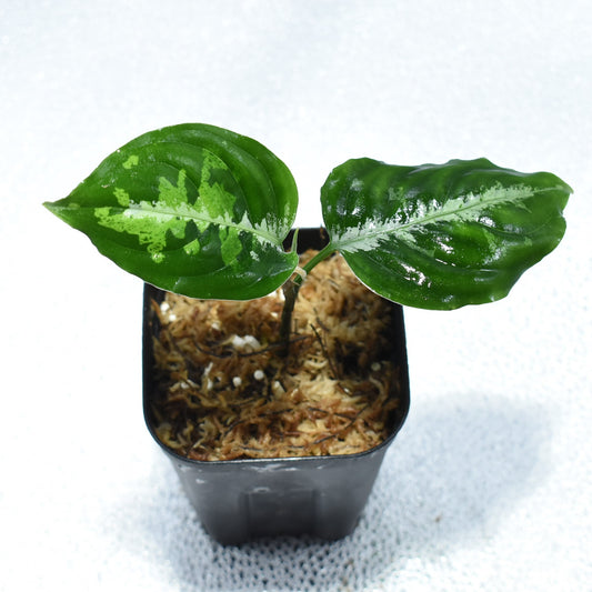 ＜WILD便＞Aglaonema Pictum Aceh Toricolor UND210508