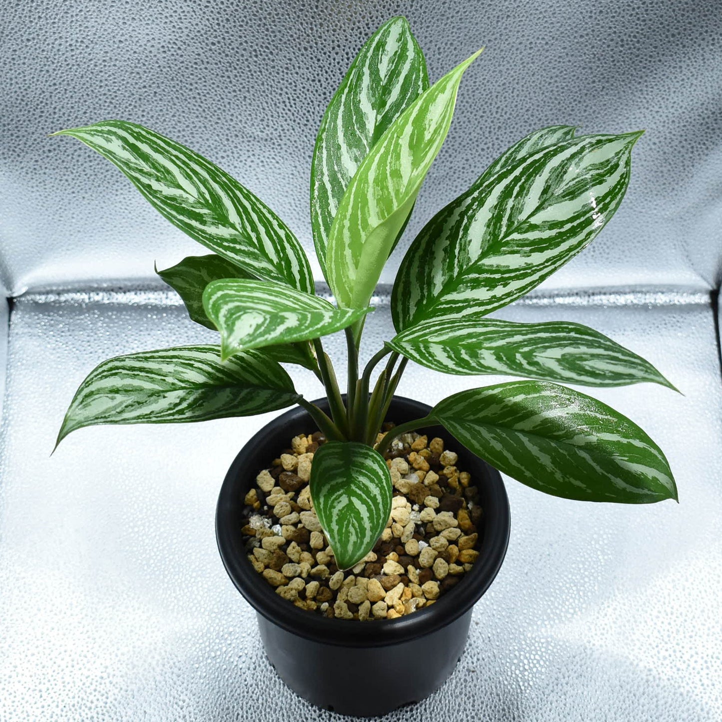 aglaonema nitidum curtisii カーティシー>Aglaonema Nitidum “Curtisii” UND211226 – undried