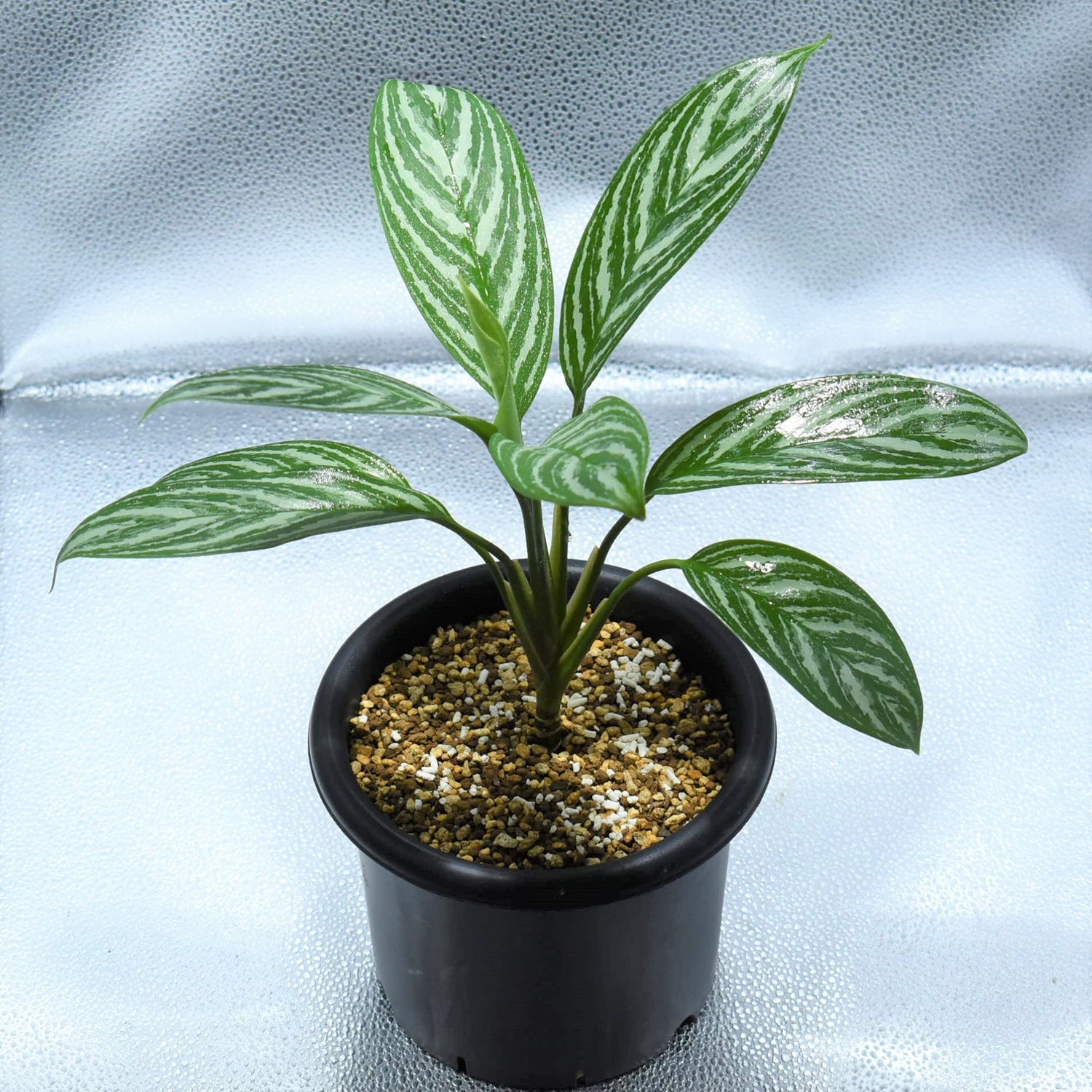 アグラオネマ 斑入り カーティシー ？ - 植物/観葉植物